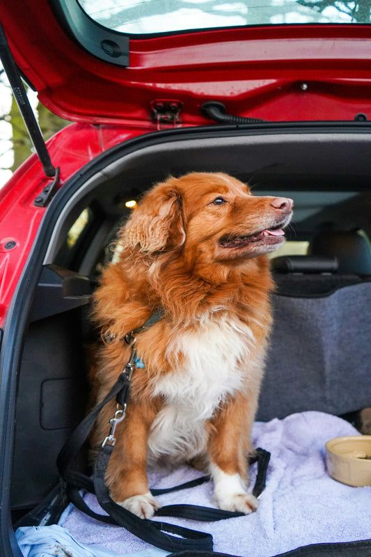 Pet Hair Removal